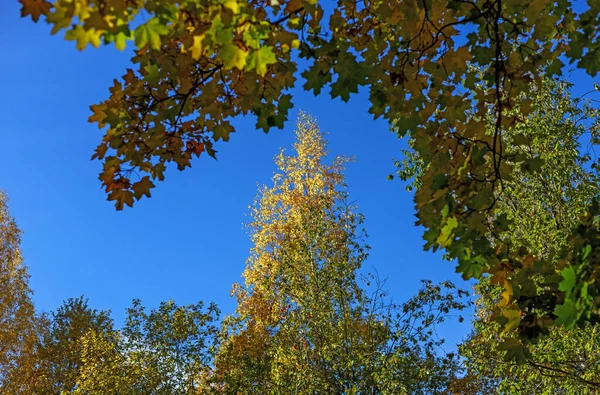 Crowns of autumn trees with colorful leaves against blue sky. or