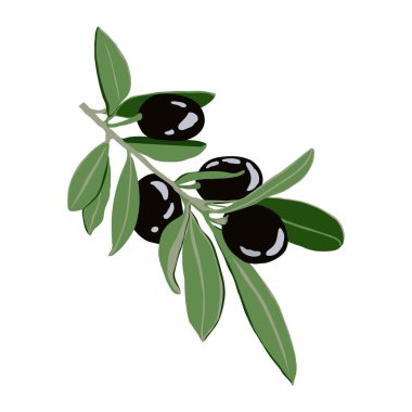 Siyah meyveli zeytin dalı