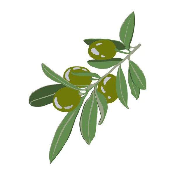 Figure olive branch with green fruits — ストックベクタ
