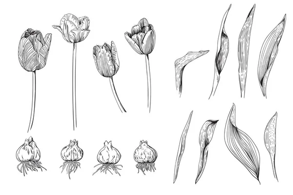 Conjunto monocromo de detalles de flores de tulipán de diferentes variedades — Archivo Imágenes Vectoriales