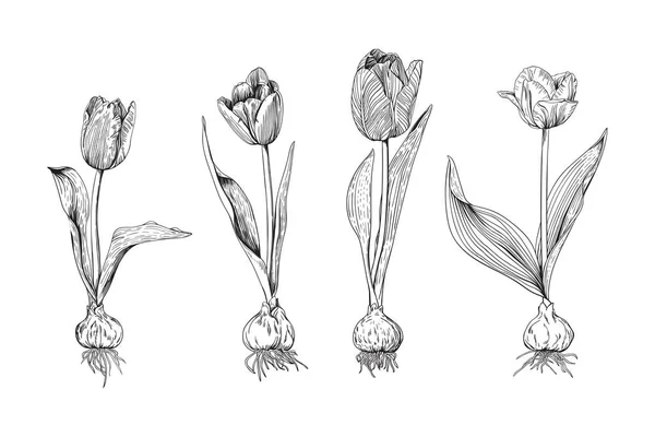 さまざまな品種のチューリップの花のモノクロームセット — ストックベクタ