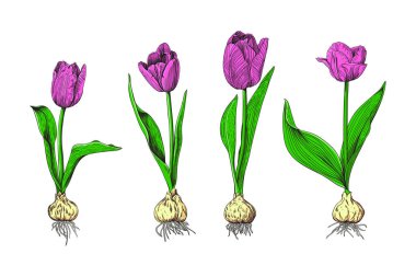 Botanik renkli laleler.