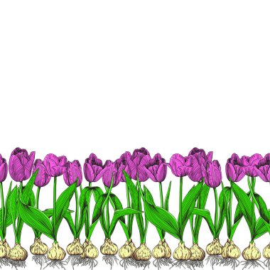 Beyaz arkaplanda pembe laleler.