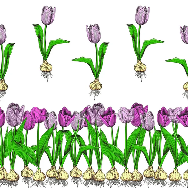 Tulipas cor-de-rosa e lilás em tela e separadamente —  Vetores de Stock