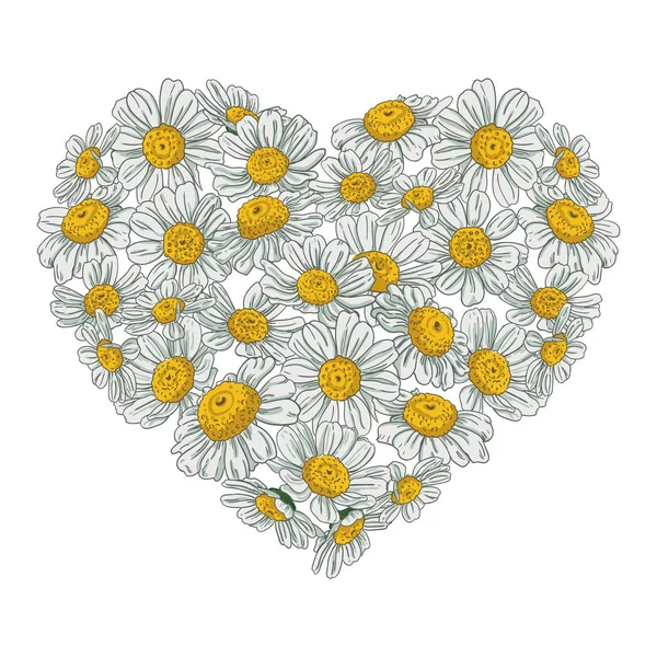 Serce wykonane z kwiatów stokrotki na białym tle — Wektor stockowy