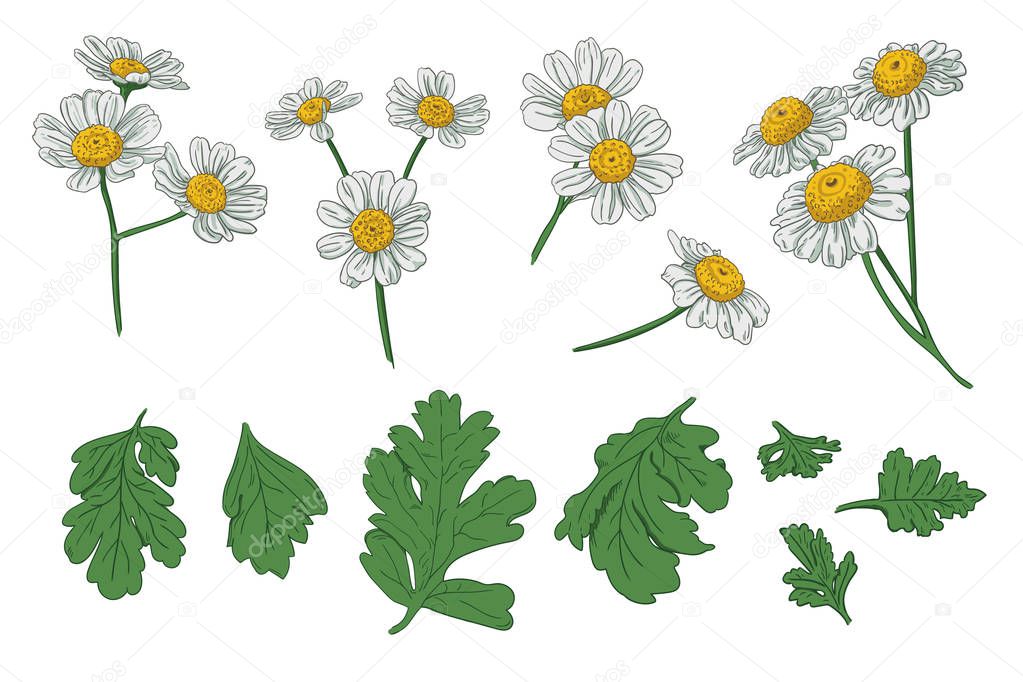 Set of individual flowers of daisies and leaves