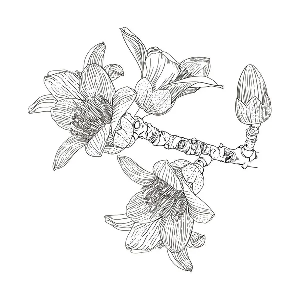 Çiçek açan Bombax ceiba dalının vektör çizimi — Stok Vektör