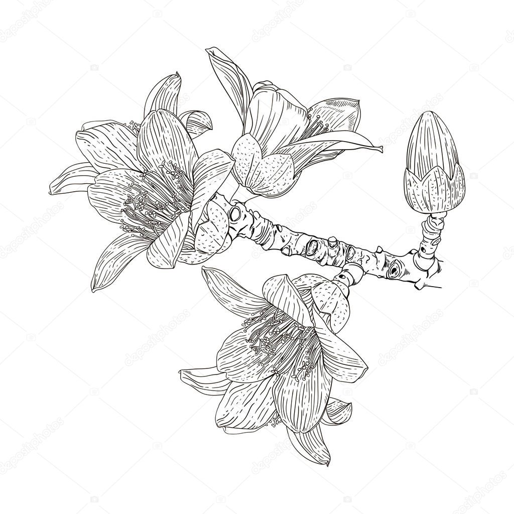 Vector drawing of a flowering branch Bombax ceiba