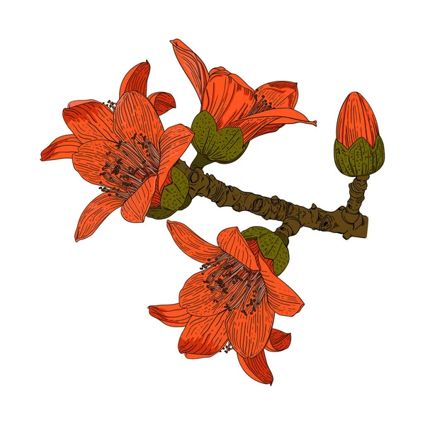 Dessin vectoriel couleur d'une fleur d'arbre Bombax ceiba — Image vectorielle