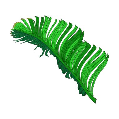 Palmiye yaprağının renk vektör çizimi. Botanik çizimi. Beyaz arkaplanda tek resim.