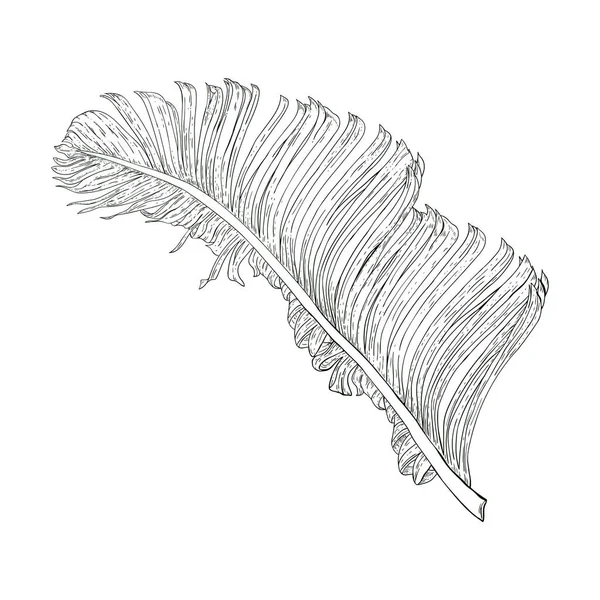 Vector Botanical Drawing Palm Leaf Black White Illustration Single Image — Stock Vector