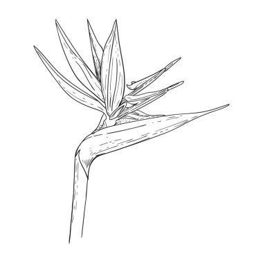 Strelitzia çiçeğinin siyah beyaz çizimi. Beyaz arkaplandaki izole görüntü. Vektör resmi.