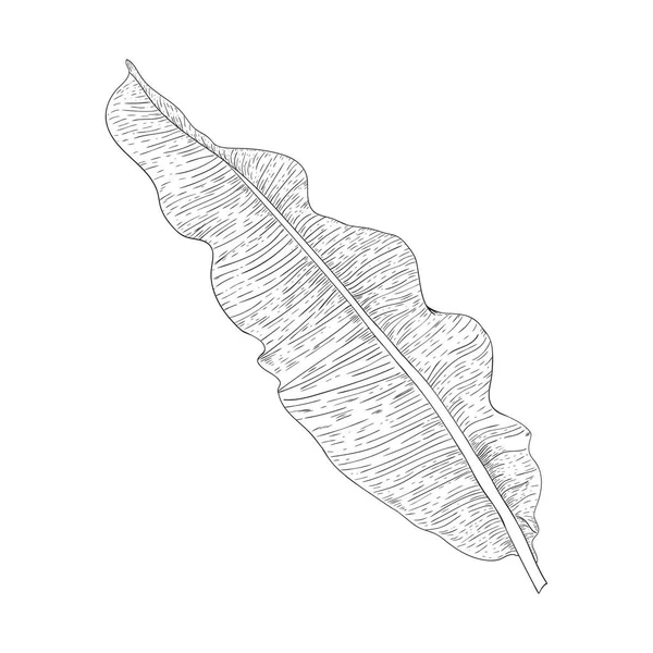 Dessin Noir Blanc Une Feuille Banane Image Vectorielle Une Plante — Image vectorielle