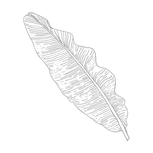 Dessin Noir Blanc Une Feuille Une Plante Tropicale Image Unique — Image vectorielle