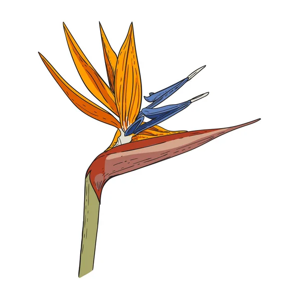 Färg Illustration Strelitzia Blomma Isolerad Bild Vit Bakgrund — Stock vektor