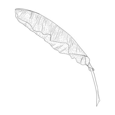 Tropikal bir muz yaprağının siyah beyaz çizimi. Beyaz bir arkaplanda robot resim şeklinde izole edilmiş vektör botanik görüntüsü.