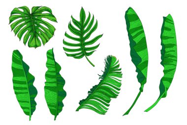 Tropikal yaprakların vektör renk kümesi. Ayrı renklerde palmiye yaprakları, canavar ve muz. Orman bitkilerinin botanik çizimi.