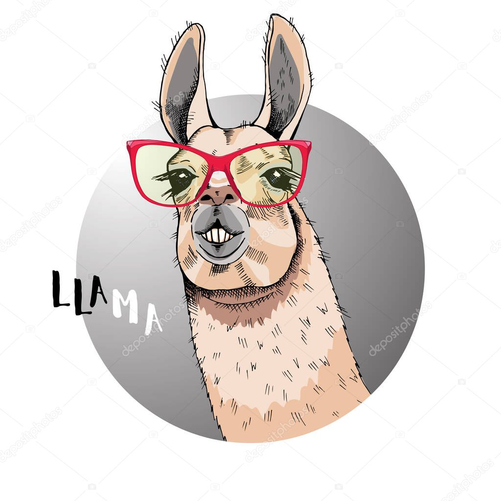 Cool poster. Portrait of a llama in glasses with a red frame. Animal in a round frame. Llama - black and white inscription. Humorous print for t-shirts, bags, pillows. Hand made ink drawing.