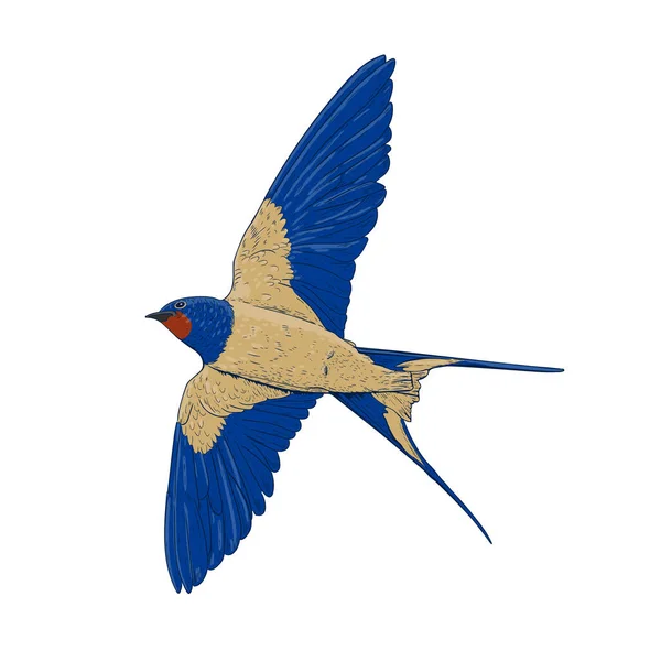 Drawing Flying Swallow Beautiful Little Bird Blue Beige Plumage Vector — Stock Vector