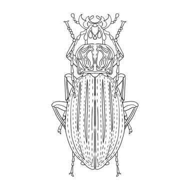 Büyük boynuzlu bir böceğin resmi. Bir böceğin siyah beyaz görüntüsü. Poster ve baskılar için vektör illüstrasyonu.