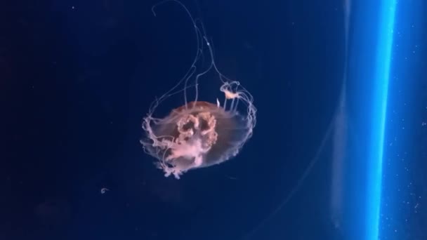 Jellyfish Swims Aquarium — Stock Video