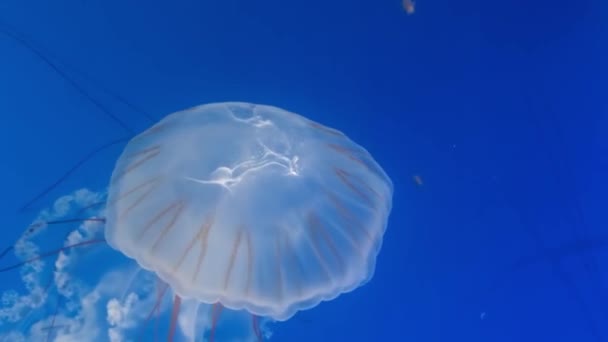 Jellyfish Swims Aquarium — Stock Video