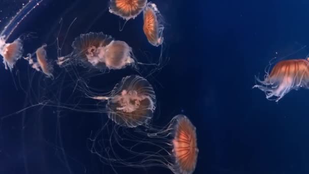 méduses nage dans un aquarium 
