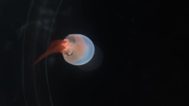 Медузы Плавают Аквариуме — стоковое видео