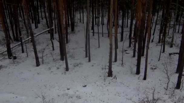 Schöner Wald im Winter. Verschneiter Wald. Viel Schnee — Stockvideo