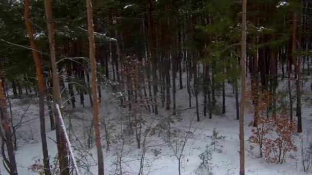 Bela floresta no inverno. Floresta nevada. Muita neve. — Vídeo de Stock