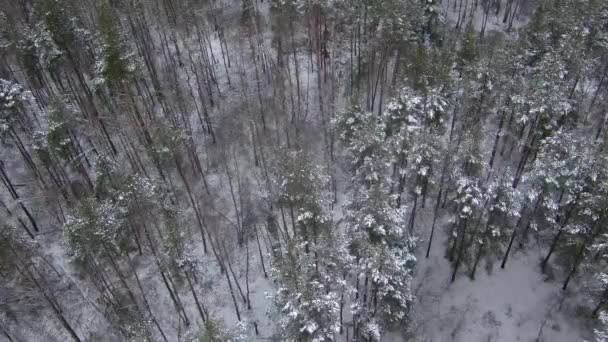 Hermoso bosque en invierno. Bosque nevado. Mucha nieve. — Vídeos de Stock