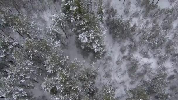 冬の美しい森。雪の森だ。雪がたくさん。 — ストック動画