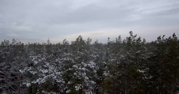 Krásný les v zimě. Sněžný les. Hodně sněhu. — Stock video