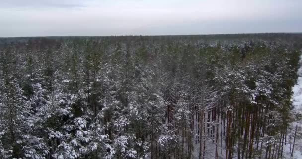 Krásný les v zimě. Sněžný les. Hodně sněhu. — Stock video