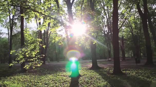 Letní paprsky slunce. Zelený les. Dobré počasí — Stock video