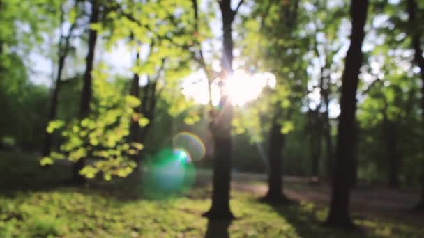 Rayons d'été du soleil. La forêt verte. Beau temps 