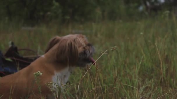 Hunden är varm på sommaren. Hunden tog ut sin tunga — Stockvideo