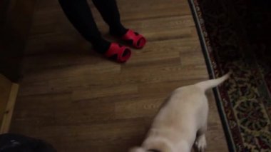 Neşeli köpek. Dost canlısı köpek. Güzel köpek. Beyaz köpek.