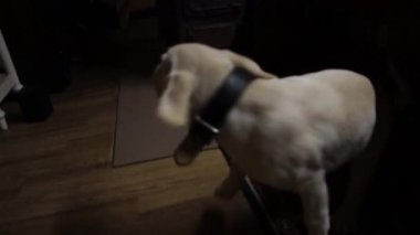 Neşeli köpek. Dost canlısı köpek. Güzel köpek. Beyaz köpek.