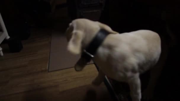 Vidám kutya. Barátságos kutya. Gyönyörű kutya. Fehér kutya. — Stock videók