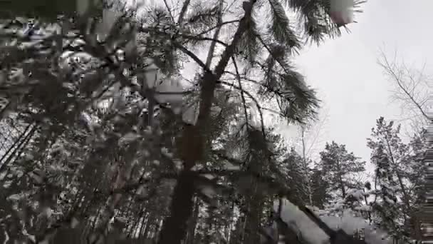 Beaucoup de neige. L'hiver dans la forêt . — Video