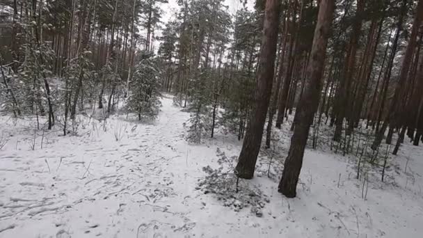 Viel Schnee. Winter im Wald. — Stockvideo