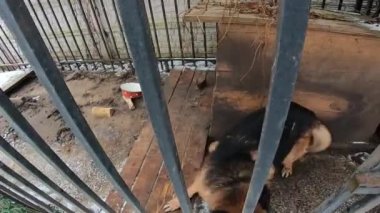 Köpek çok komik. Köpek dilini çıkardı..