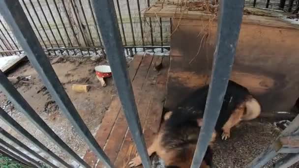 Anjing itu lucu. Anjing itu mengeluarkan lidahnya.. — Stok Video