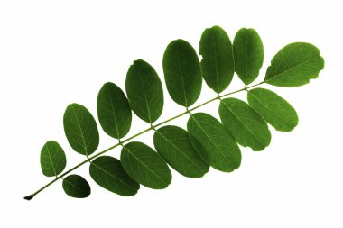 Akasya yaprağı kabartması beyaz arkaplanda izole edilmiş