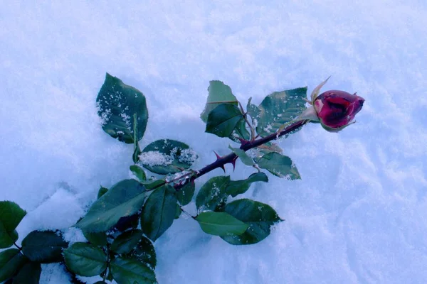 Schöne Rose mit Schnee bedeckt. Schnee liegt auf gefrorener Rose. — Stockfoto