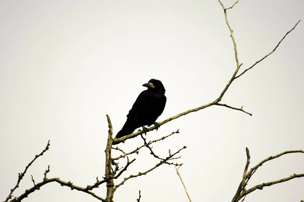 Black crow sits on the branches of acacia — Stock Photo, Image