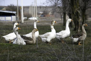 Yeşil çimenlerde otlayan kaz sürüsü