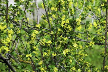 İlkbaharda çiçek açan siyah frenk üzümü çalıları, yeşil yapraklı küçük sarı çiçekler.