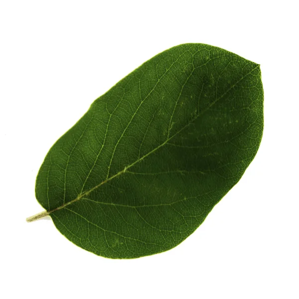 Grön kvitten blad isolerad på vit bakgrund, ovansidan av blad — Stockfoto